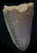 Cretaceous Fossil Crocodile Tooth - Morocco #26296-1